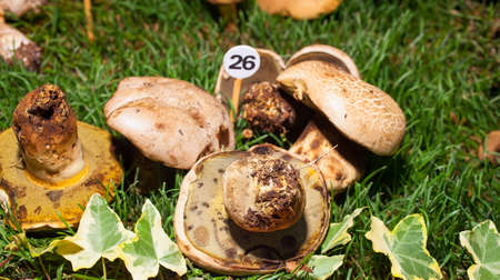 Close up of the mushroom Boletus radicansの写真素材