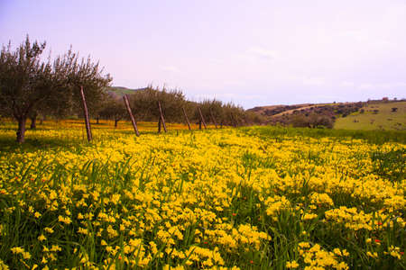 View of Sicilian field covered by yellow flowersの写真素材