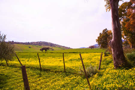 Yellow Flowers in the spring, Sicilian countrysideの写真素材