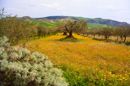View of Sicilian countryside in the spring season, Olive trees and colorful flowersの写真素材
