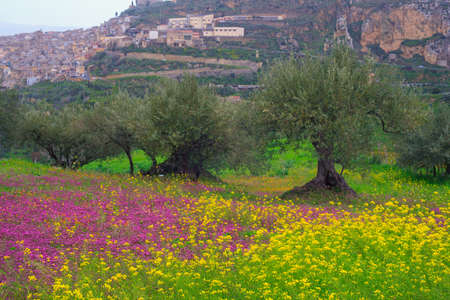 View of Sicilian countryside in the spring season, Olive trees and colorful flowersの写真素材