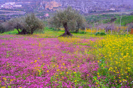 View of Sicilian countryside in the spring season, Olive trees and colorful flowersの写真素材