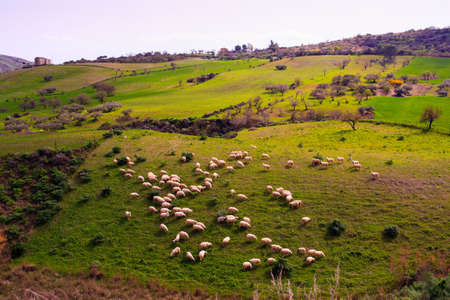 A herd of sheep grazing in the sicilian countrysideの写真素材