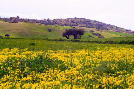 View of Sicilian field covered by yellow flowersの写真素材