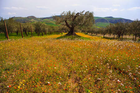 View of Sicilian countryside in the spring season, Olive trees and colorful flowersの写真素材