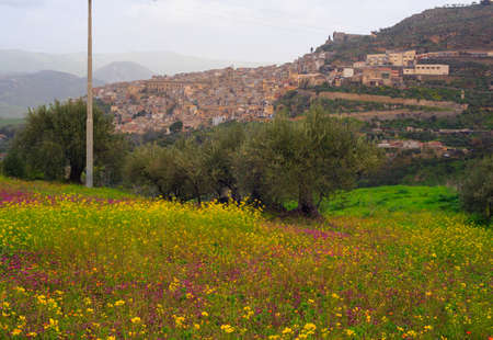 View of Sicilian countryside in the spring season, Olive trees and colorful flowersの写真素材
