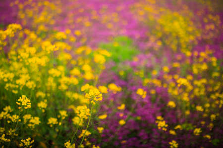 Flowers in the spring, Sicilian countrysideの写真素材