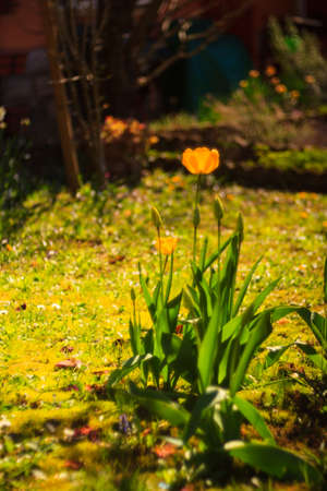 View of yellow tulip in the gardenの写真素材