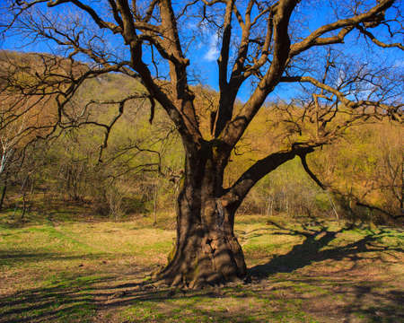 View of big oak in the field near Porlezza, Italyの写真素材
