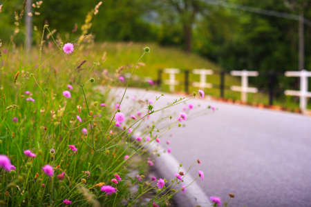 View of delicious pink countryside flowersの写真素材