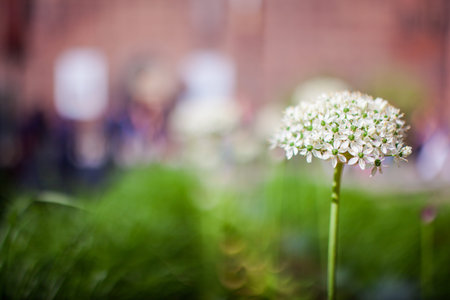 Close up of onion flowers in the garden