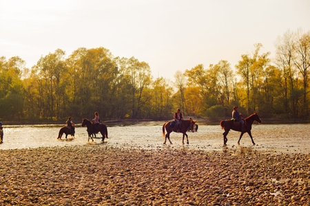 View of horses in the Ticino river, Italy