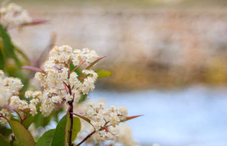 Close up of flowers in the springの写真素材