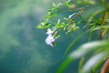 Close up of flowers in the spring