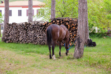 View of horse grazingの写真素材