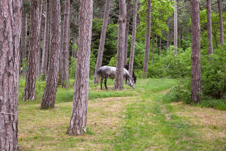 View of horses grazing between treesの写真素材