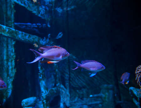 View of Swallowtail seaperch in the aquariumの写真素材