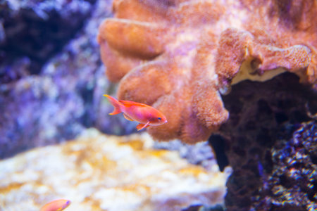 View of Red fish in the aquarium