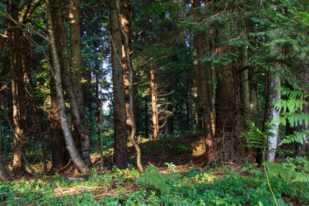 View of Spruce forest in Ko?evski Rog called also Ko?evje Rog, Slovenia