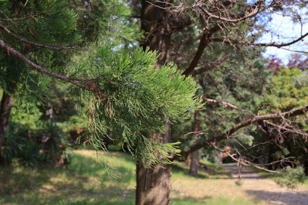 Branches of giant sequoia, Sequoia sempervirens commonly called coast redwood