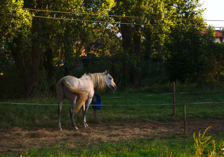 View of horses in the farm animalsの写真素材