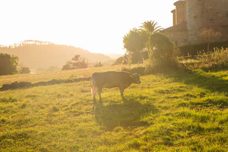 Cow grazing in the countryside, Arce. Spainの写真素材