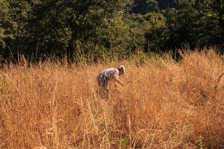 PORTOMARIN, SPAIN - AUGUST, 12:  Man harvesting with a hand tool on August 12, 2016