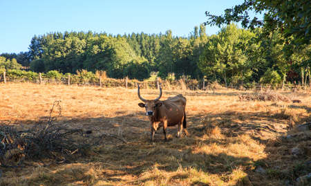 The cows grazing in the spanish countrysideの写真素材