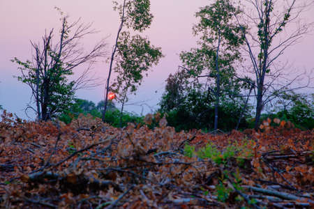 Dried leaves on the field at sunriseの写真素材
