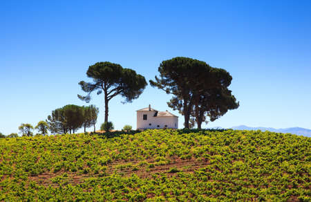 View of vineyards in the Spanish countryside, territory of Villafranca del Bierzoの写真素材