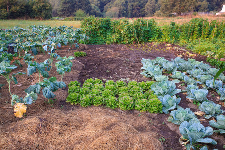View of vegetables domestic garden in Spain