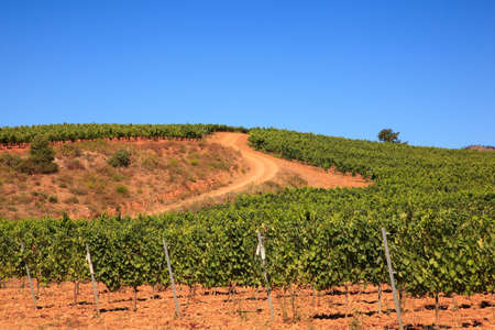 View of vineyards in the Spanish countryside, territory of Villafranca del Bierzoの写真素材