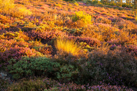 Heather flowers in the spanish countryside at sunrise