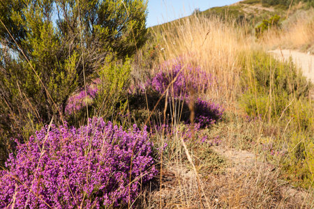 Heather flowers in the spanish countryside at sunrise
