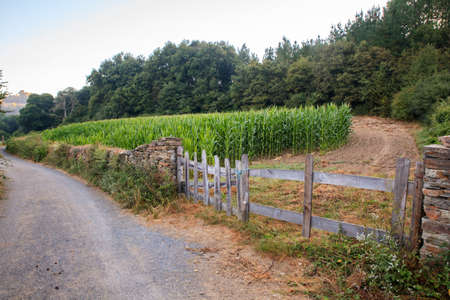 View of cornfield in the Spanish farmの写真素材