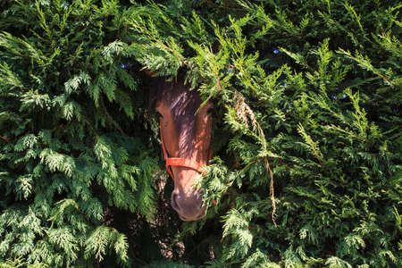 Head of brown horse come out through the fenceの写真素材