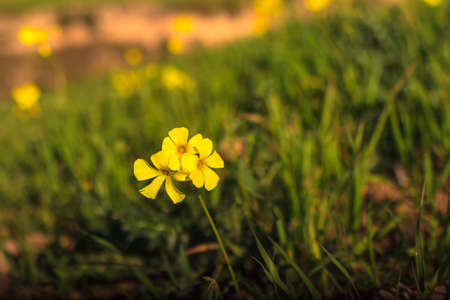 Close up yellow of wood sorrel in the sicilian countrysideの写真素材