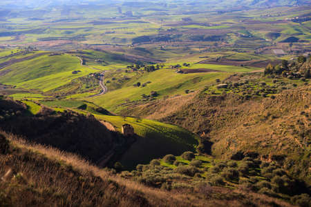 View of olive grove in the sicilian countrysideの写真素材