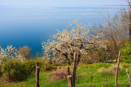 View of wild cherry in Santa Croce countryside, Triesteの写真素材