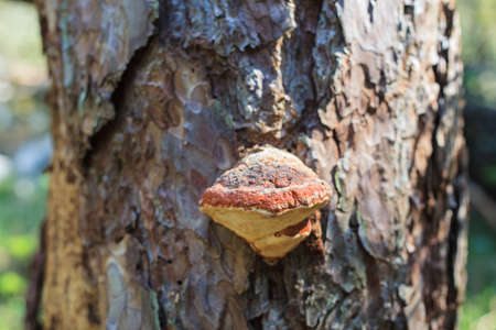 Shelf mushroom Fomitopsis pinicola on Pine treeの写真素材