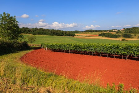 View of vineyards in the Istrian countrysideの写真素材