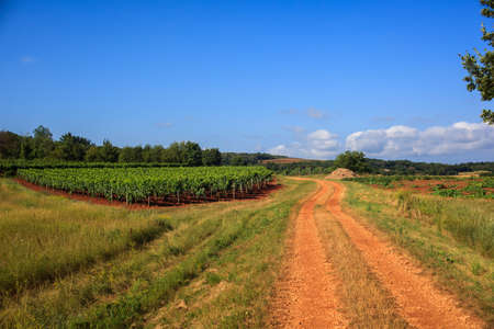 View of vineyards in the Istrian countrysideの写真素材