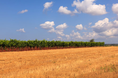 View of Istrian countryside in the summer seasonの写真素材