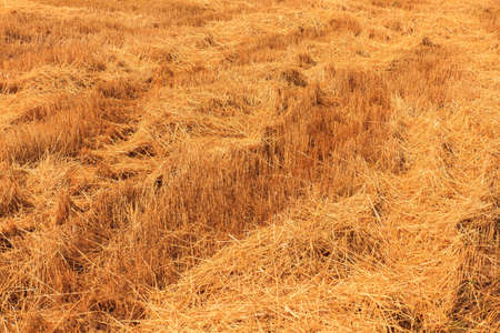 Yellow wheat field after harvesting in Istria. Croatiaの写真素材