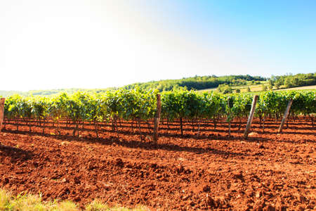 View of vineyards in the Istrian countrysideの写真素材