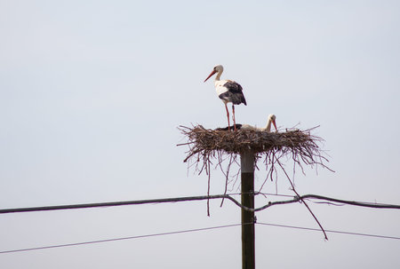 View of stork sitting in the nest