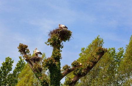 View of two storks are sitting in the nest