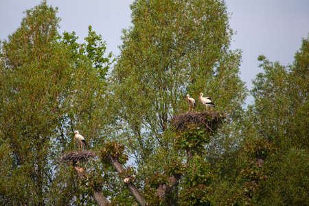 View of two storks are sitting in the nestの写真素材