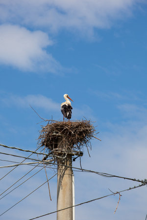 View of stork sitting in the nestの写真素材