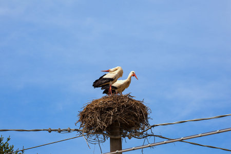 View of two storks are sitting in the nest